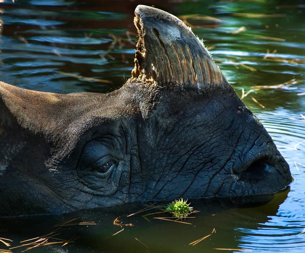 Rhino Reflection