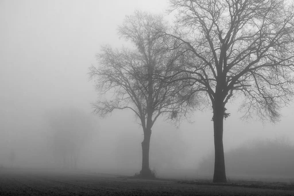 Pred Zadnja Trees