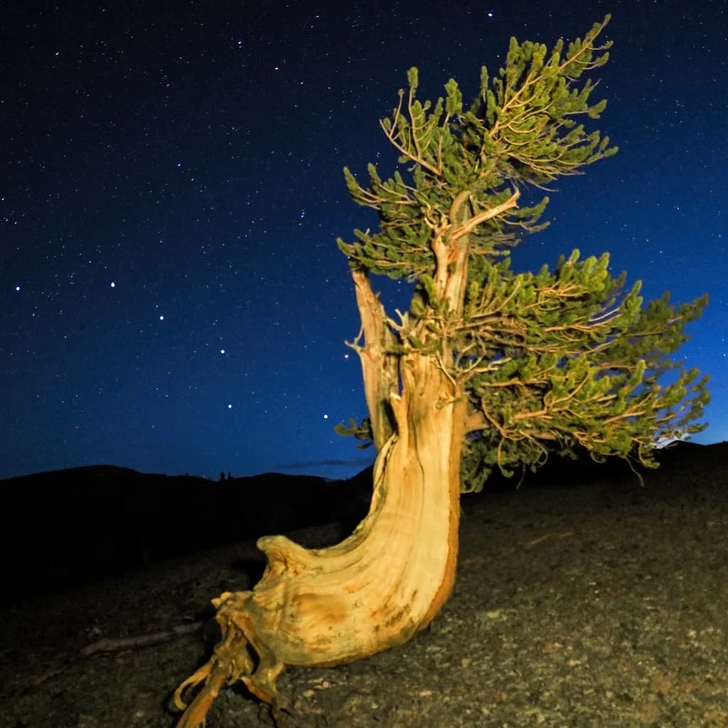 Big Dipper Bristlecone