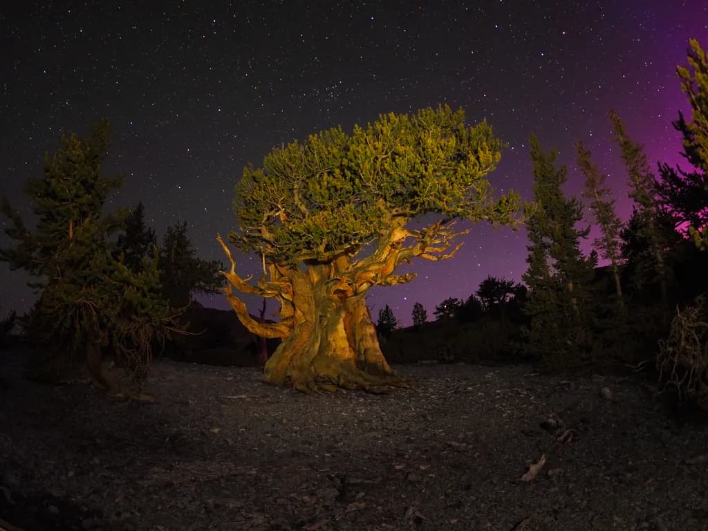 Sampson Tree Aurora