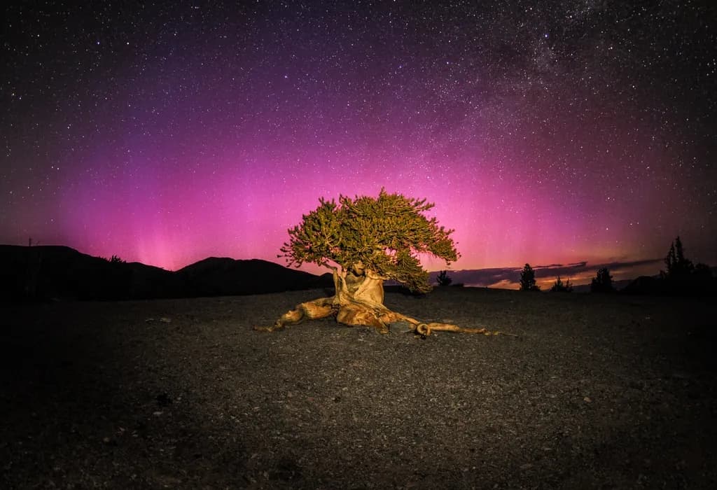 Quarter Tree Aurora