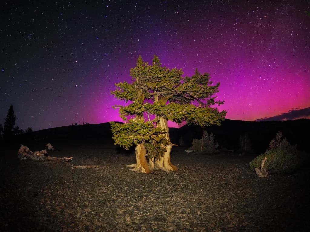 Auroral Twins