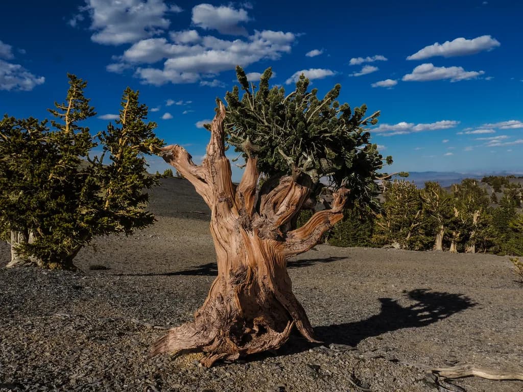 Bonsai Bristlecone