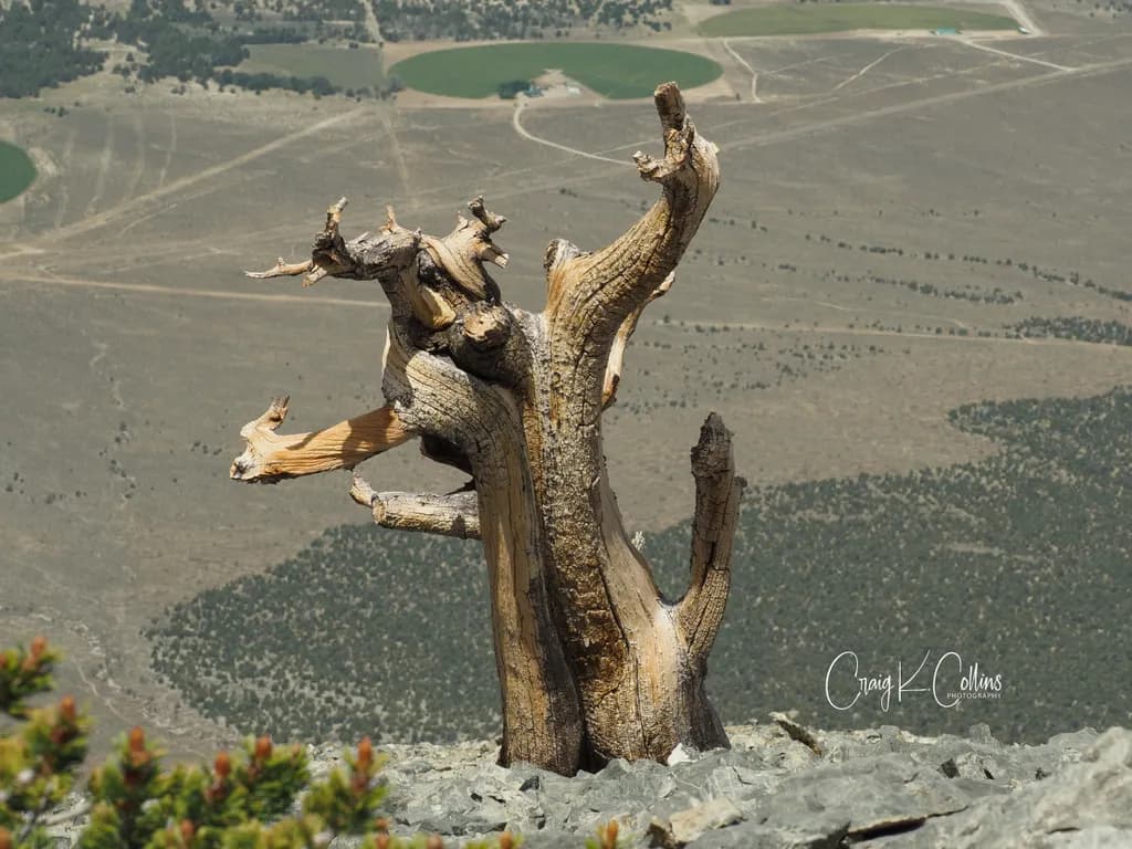 Bristlecone Minotaur