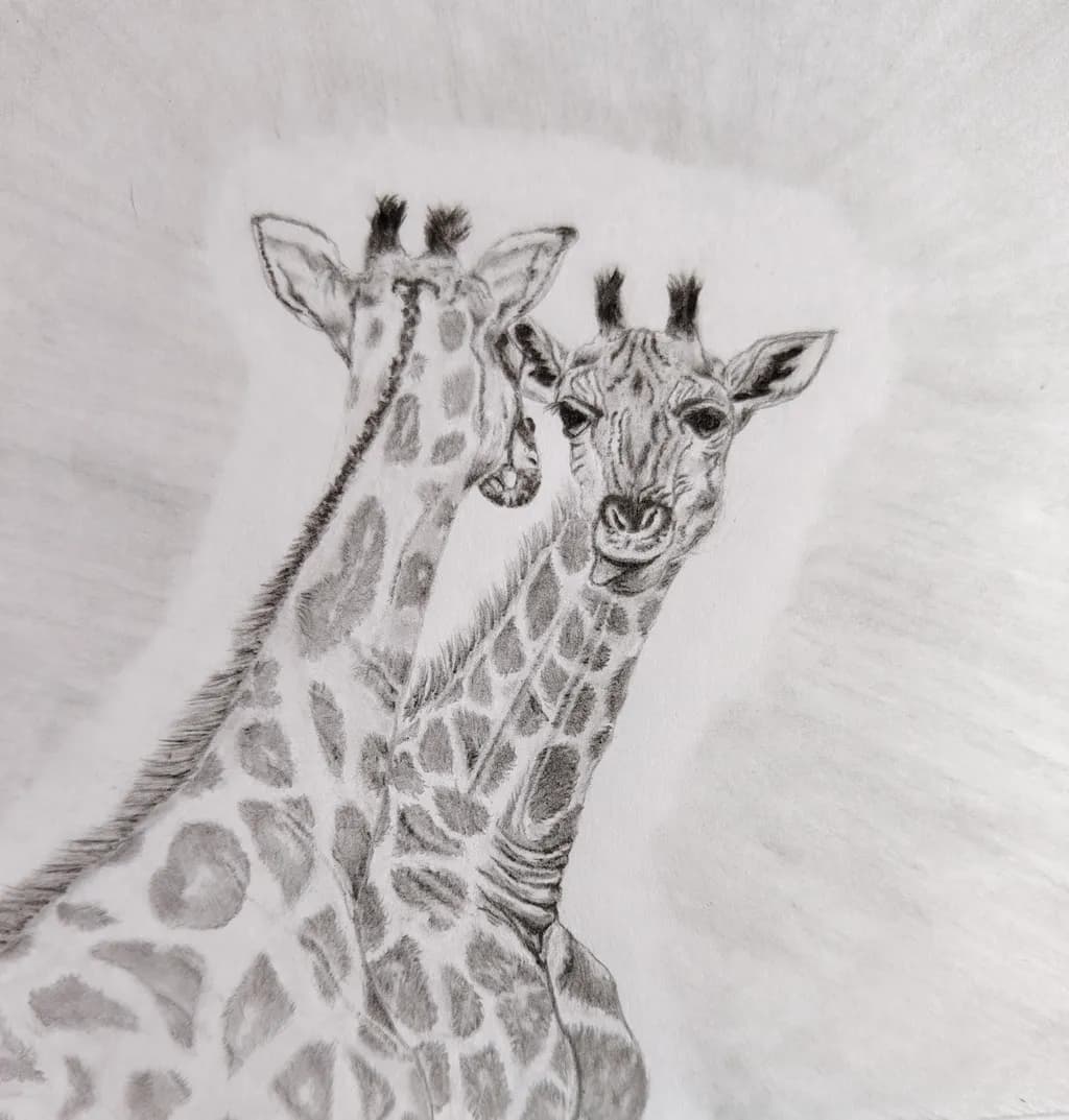 Playful Giraffe's
