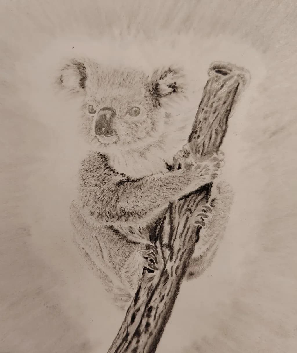 A Koala's Paradise
