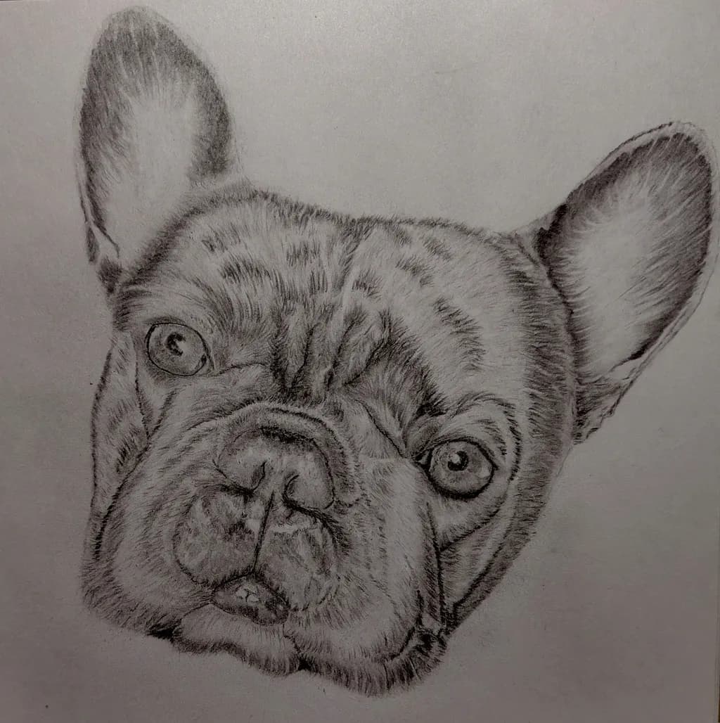 Frenchie