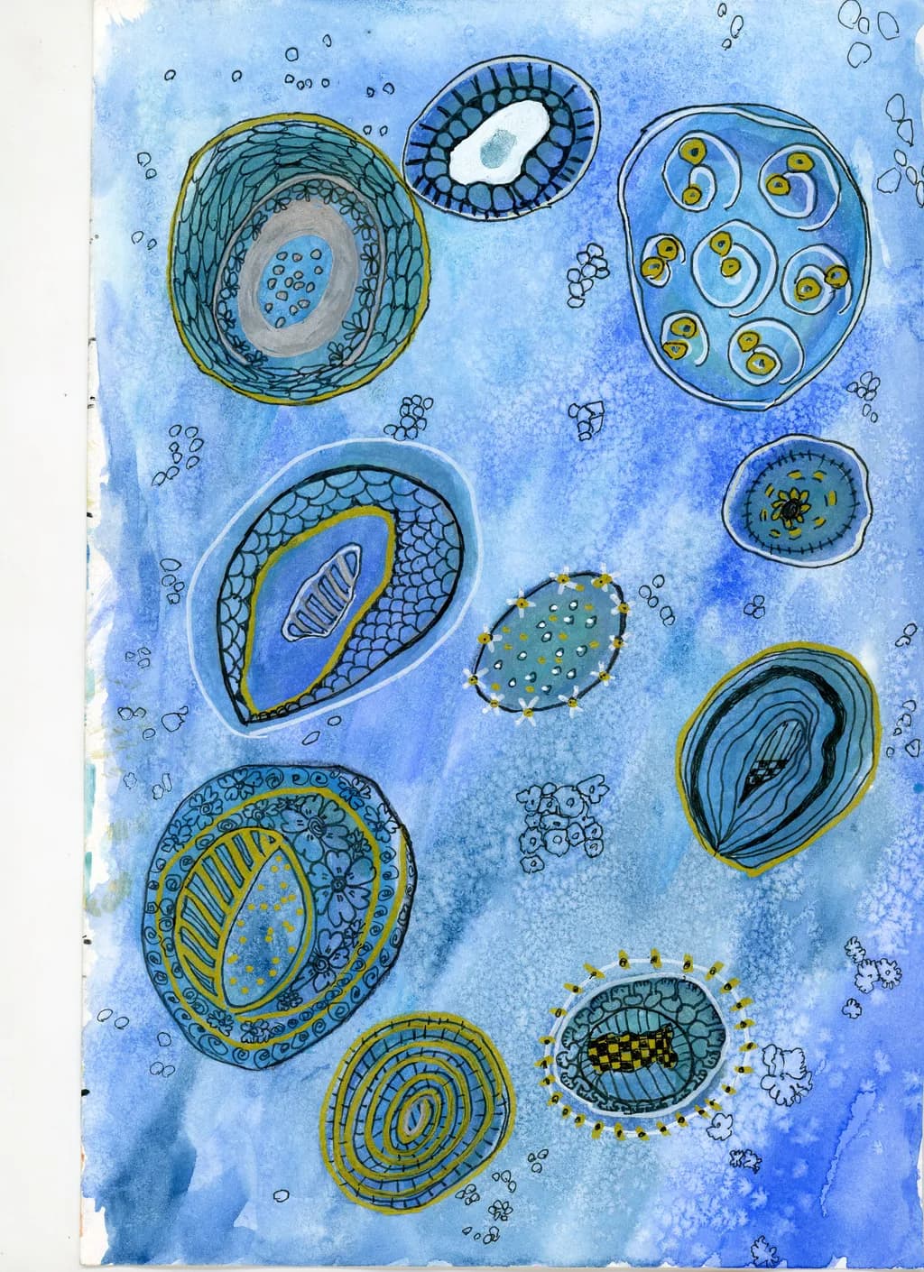 Paua Echoes