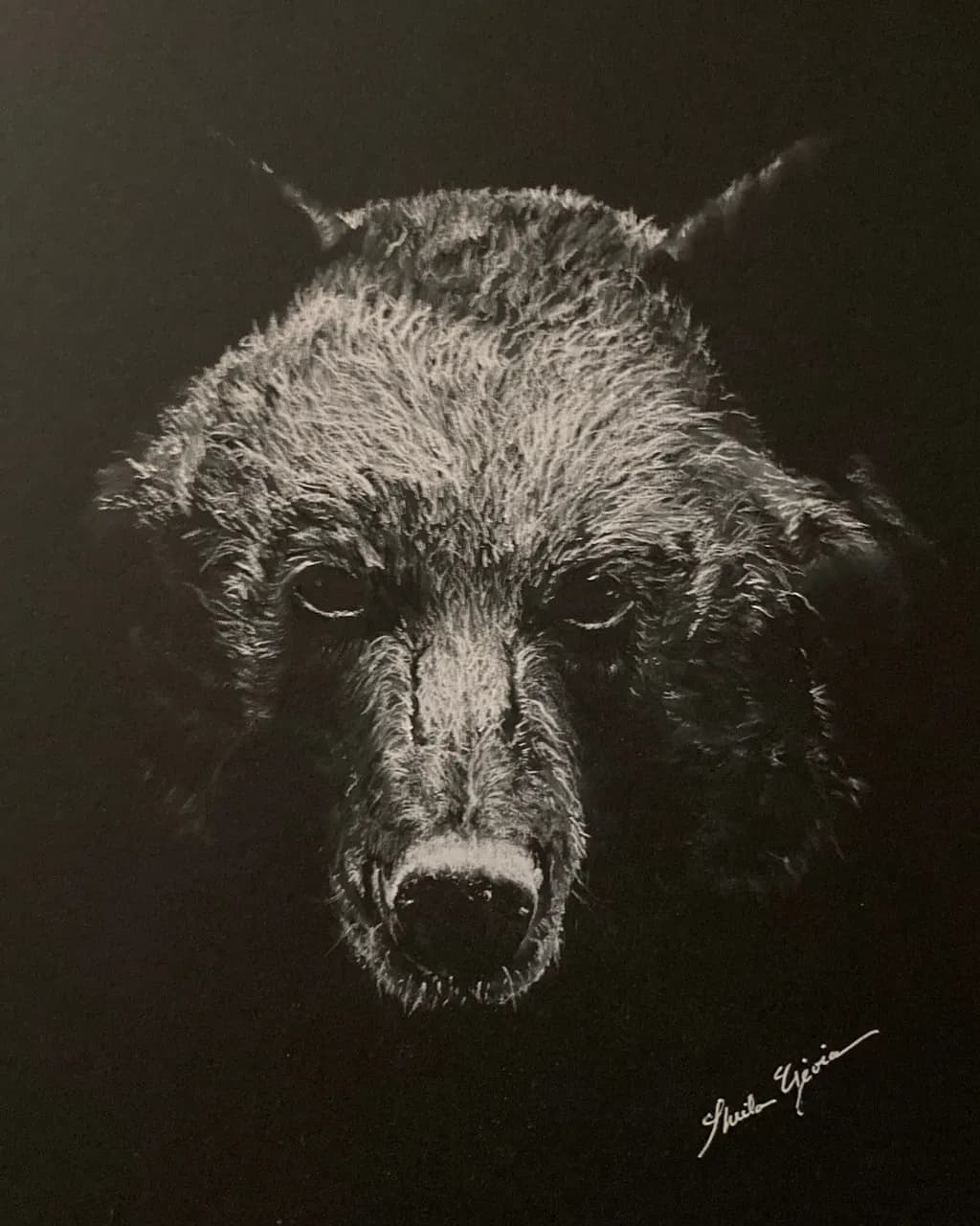 Midnight Bear Stare
