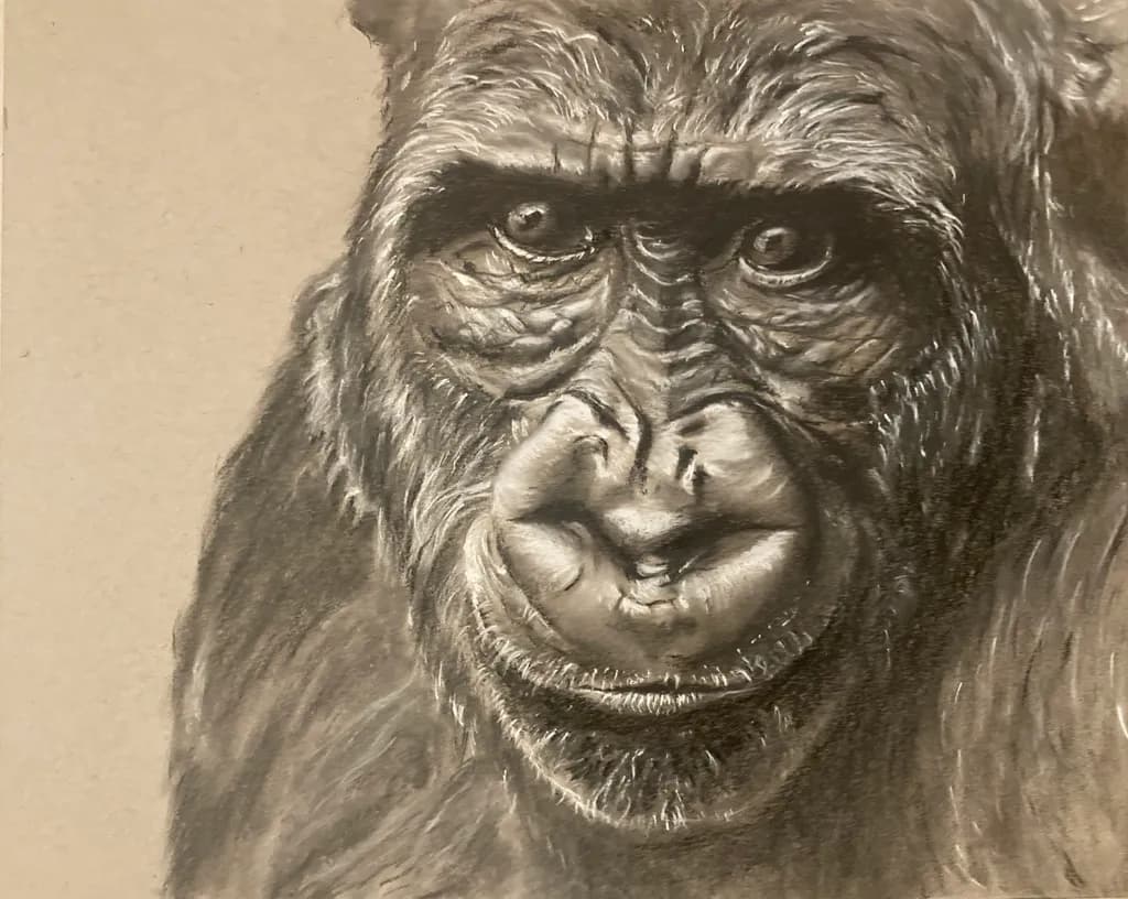 Cheeky Gorilla Gaze