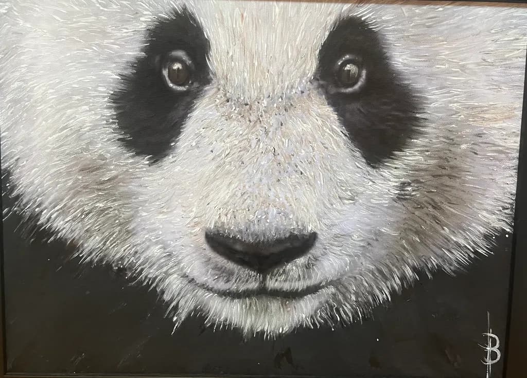 Panda Gaze