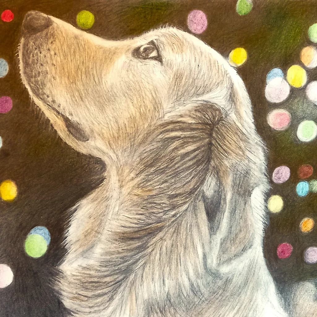 Golden Retriever Gaze