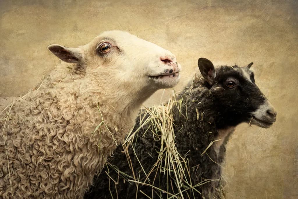 The Two of Ewe