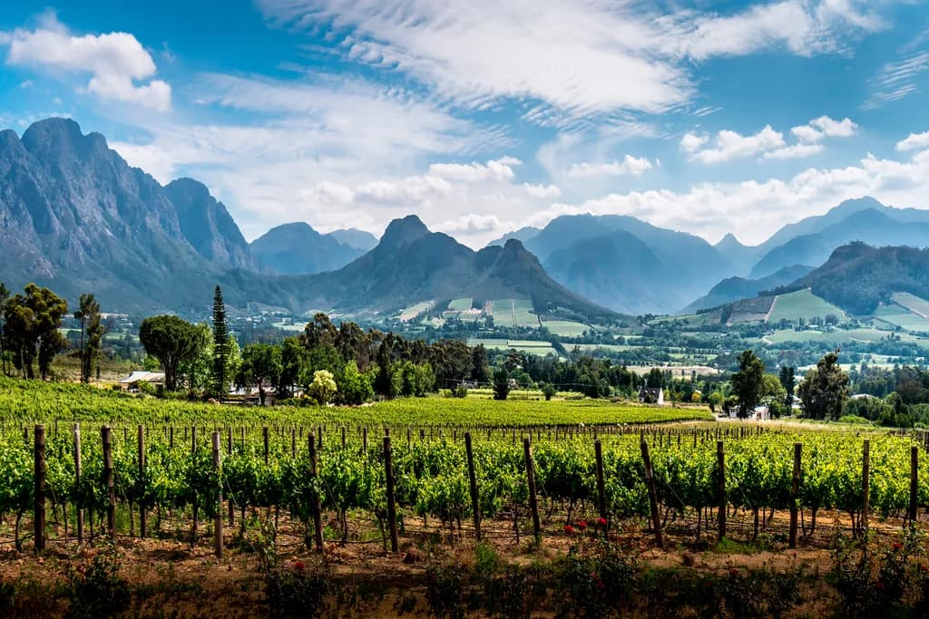 Mountains and Vines: A Harmonious Landscape of the Western Cape