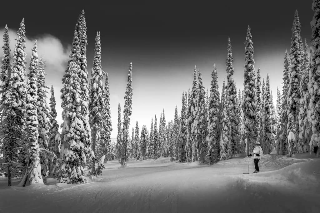 Snowy Forest Skiing