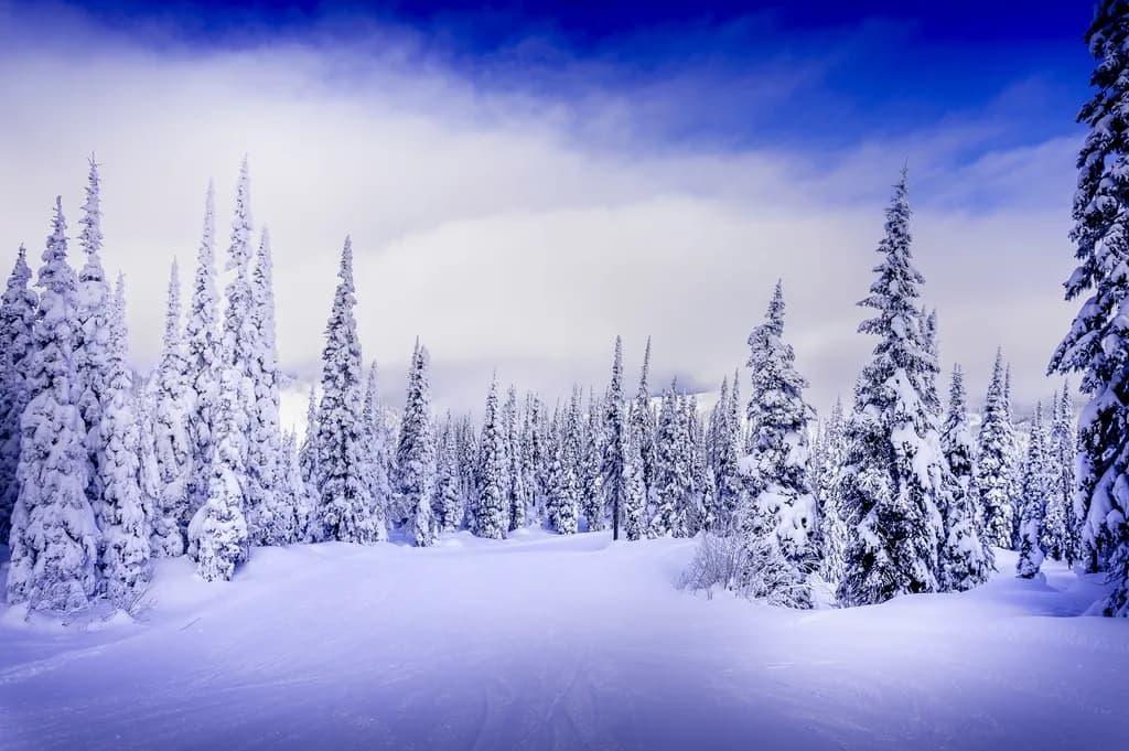 Skiing the Glades