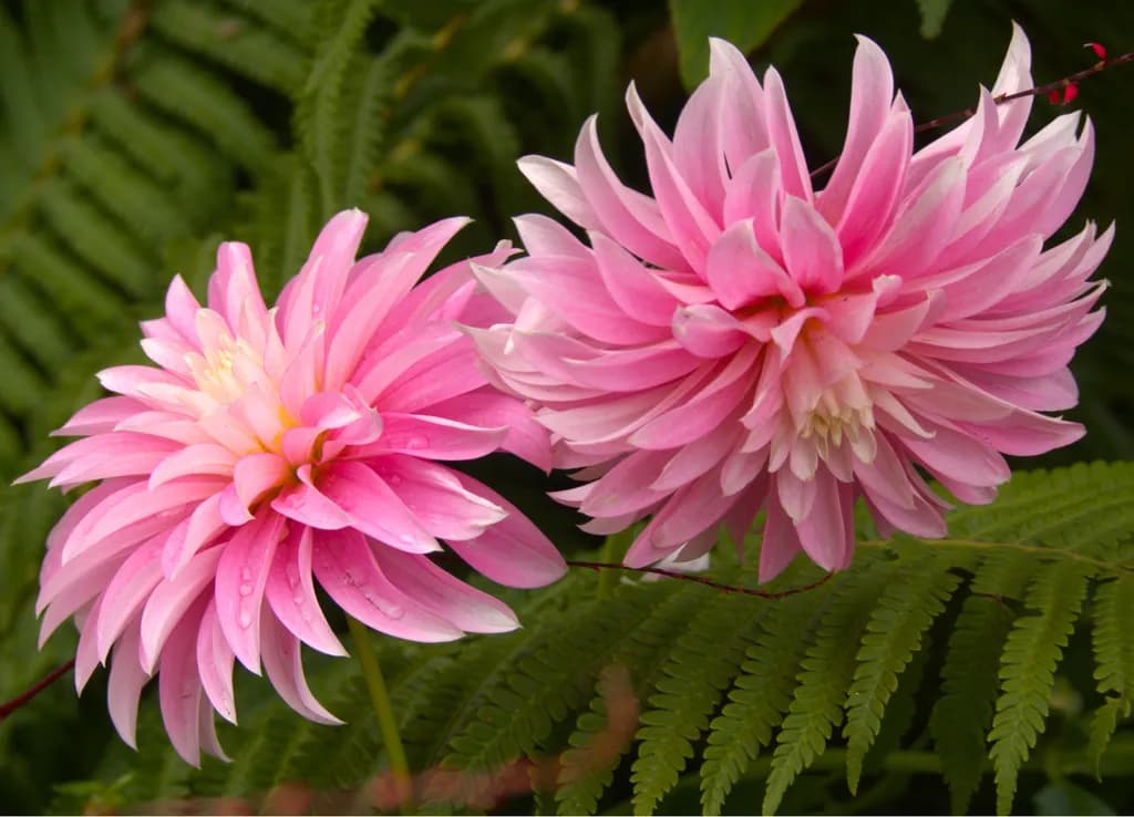 Nature's Garden