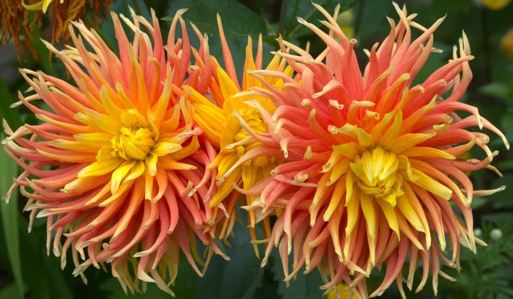 Garden Blooms
