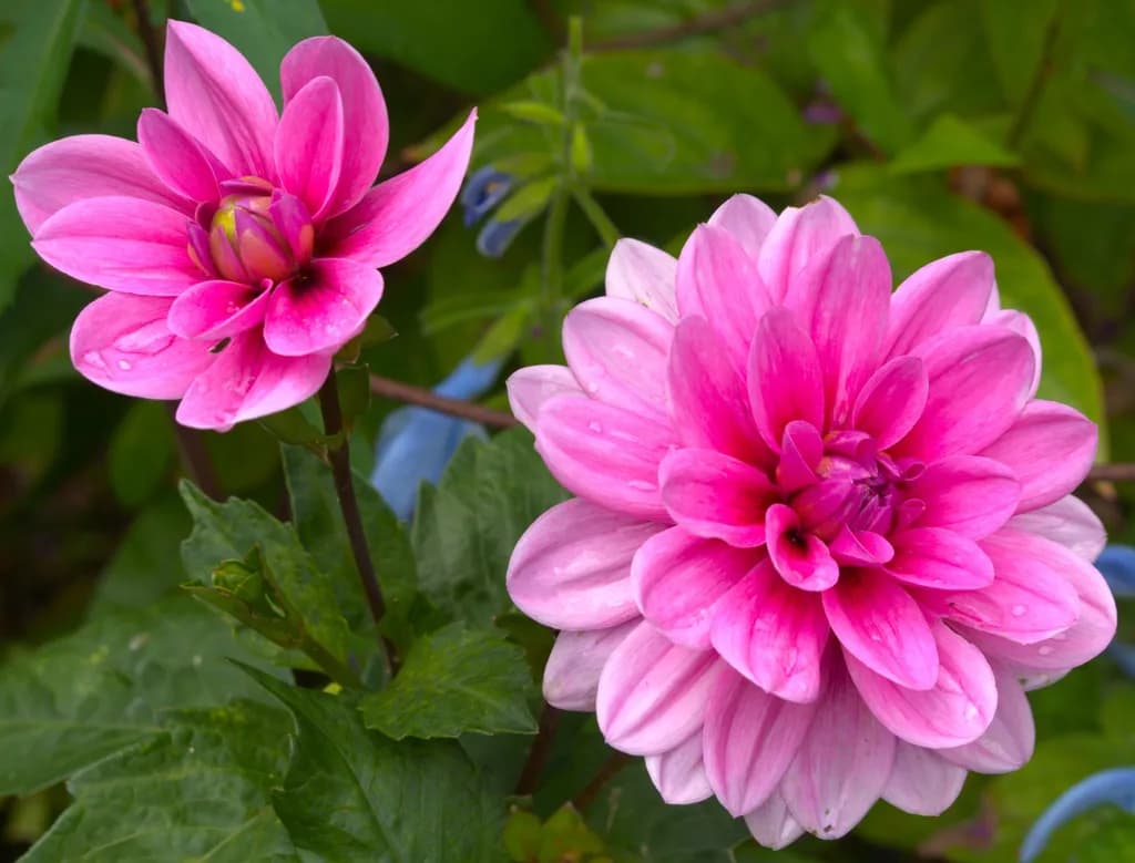 Nature's Garden