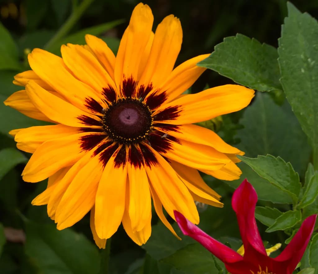 Nature's Garden