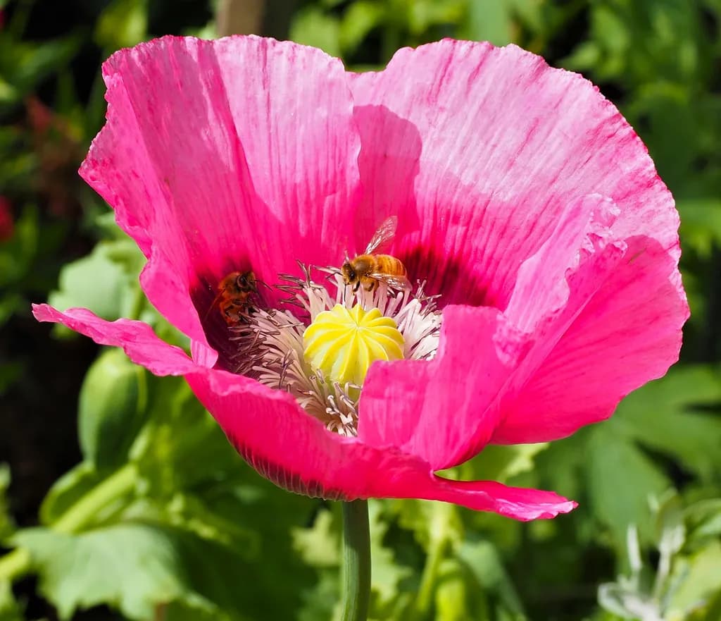Poppy Harmony