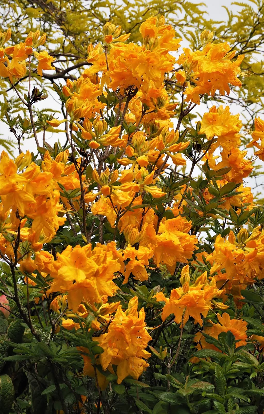 Golden Azaleas