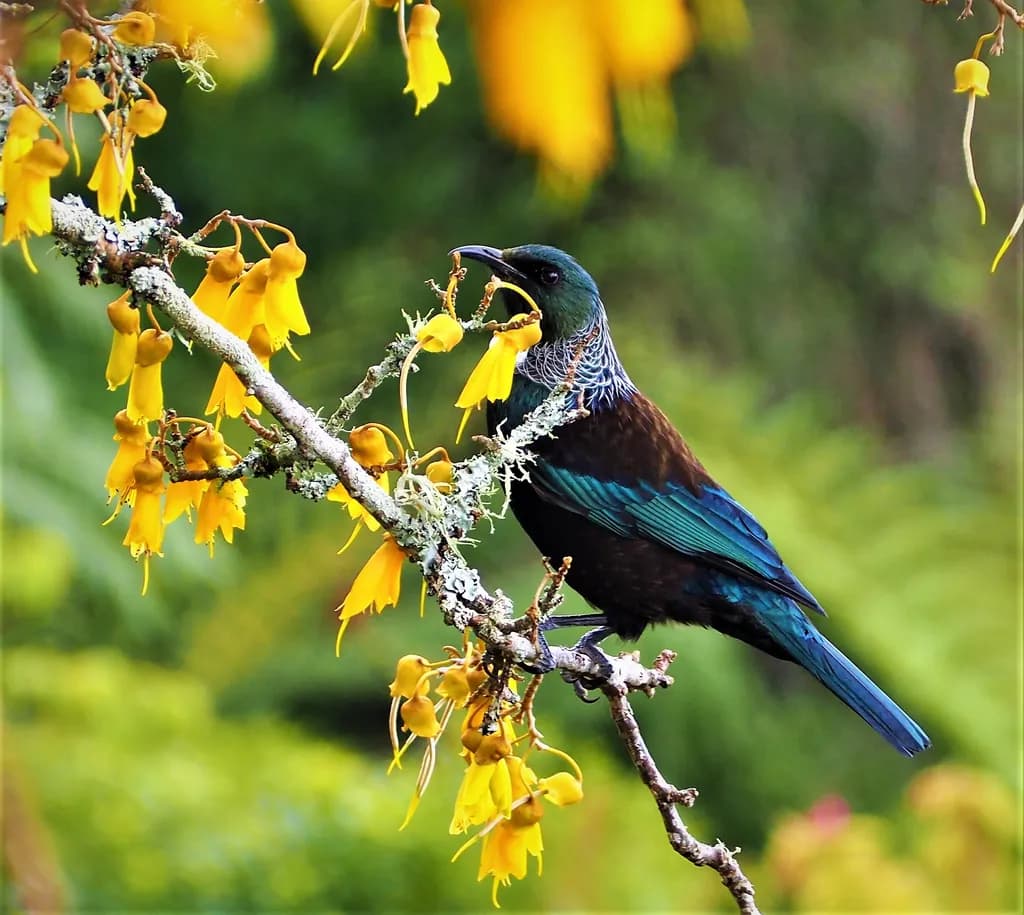 Tui on Kowhai flowers