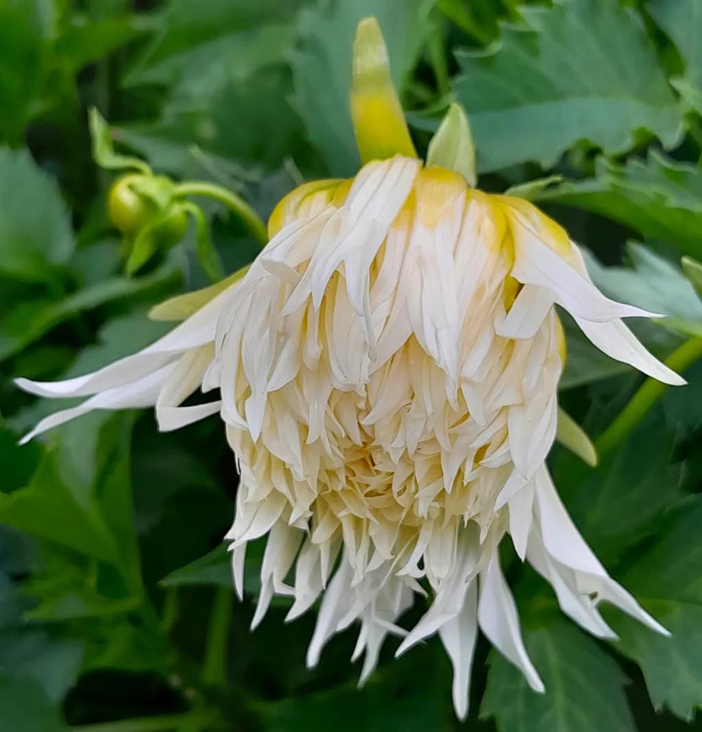Feathery Dahlia
