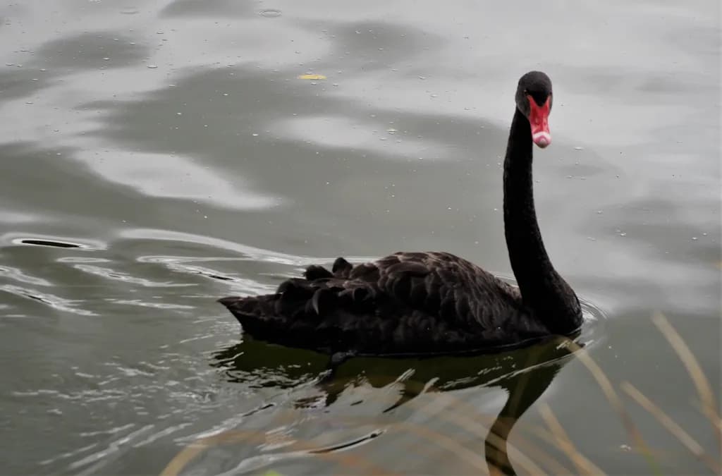 Black Swan