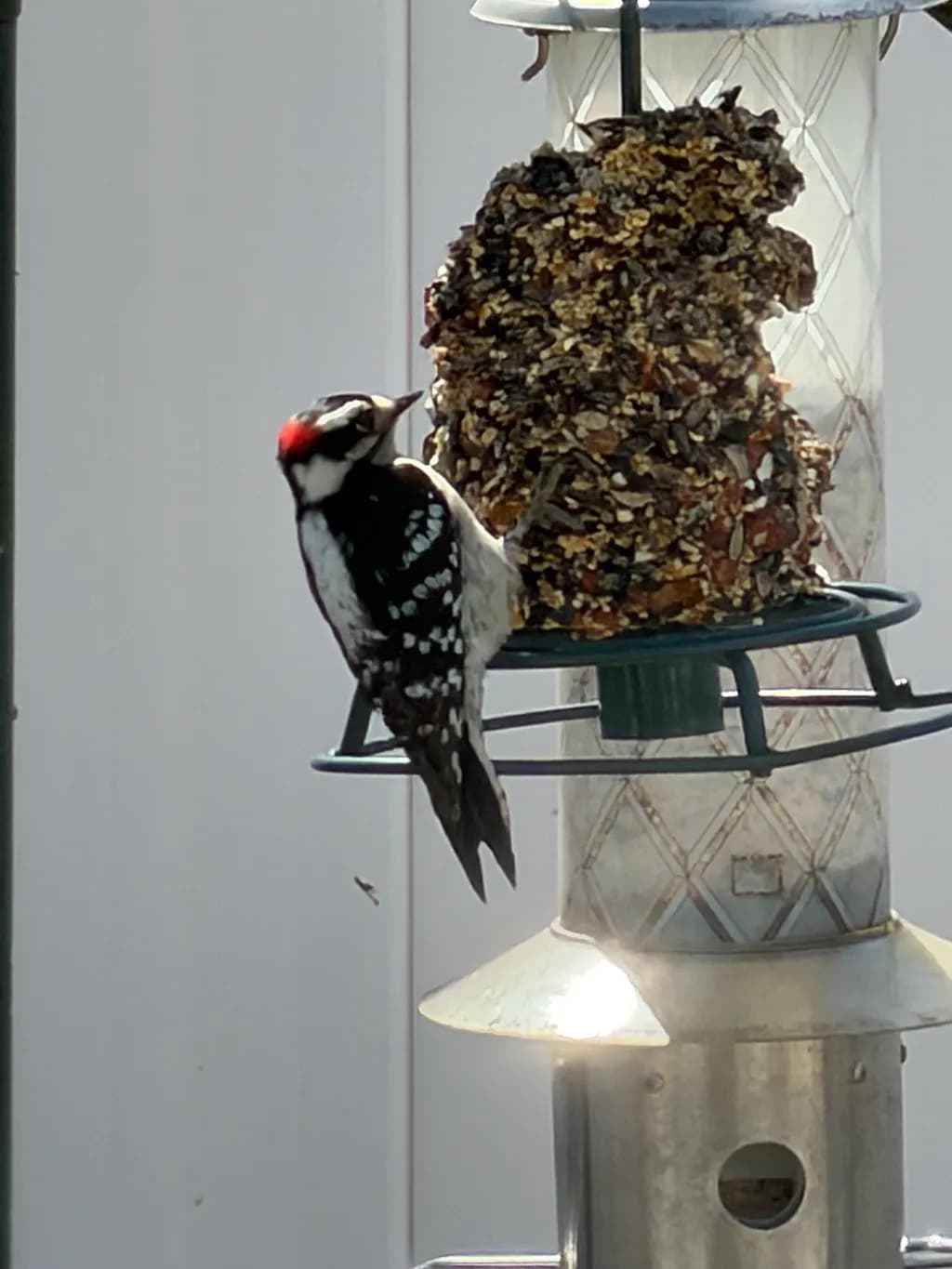 Feeding Spot