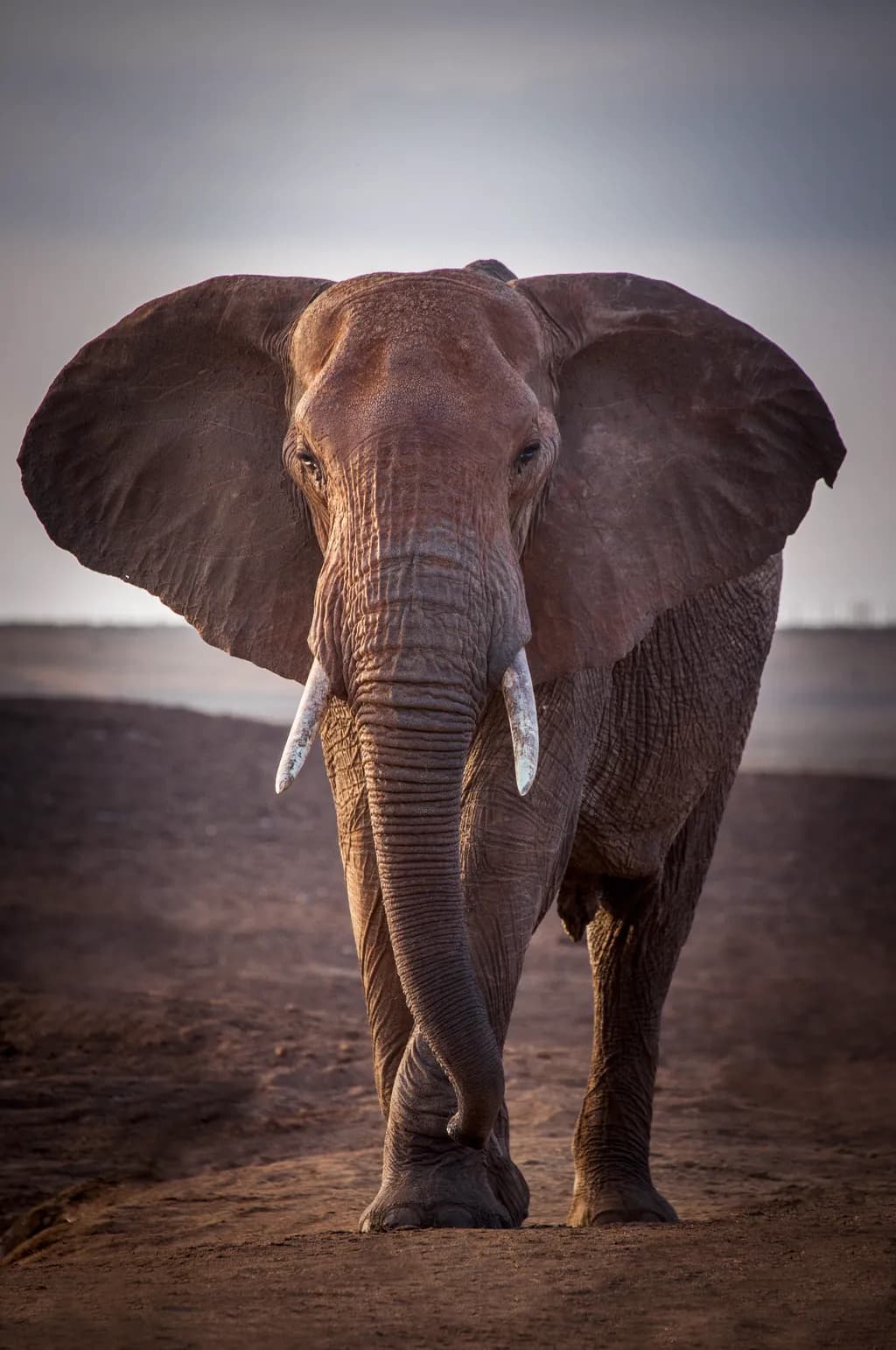 Majestic Presence