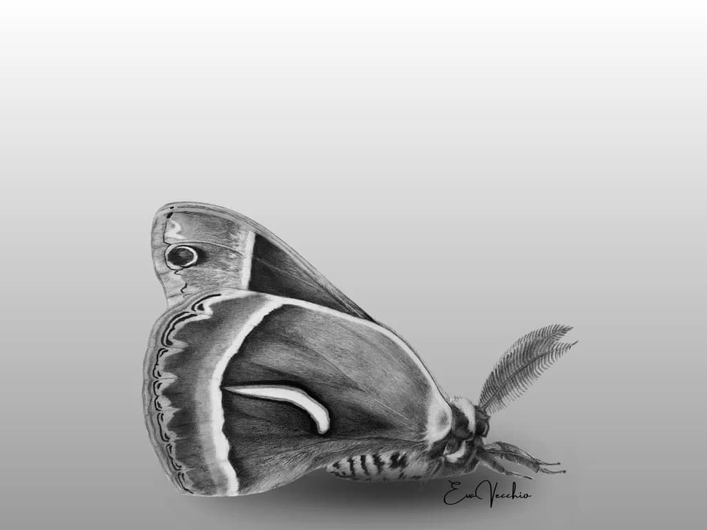 Wings of Love