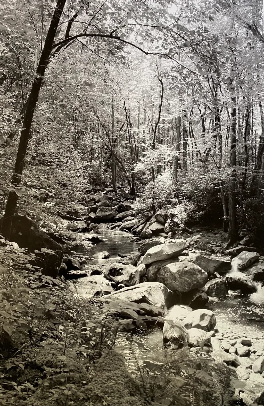 Forest Stream Flow