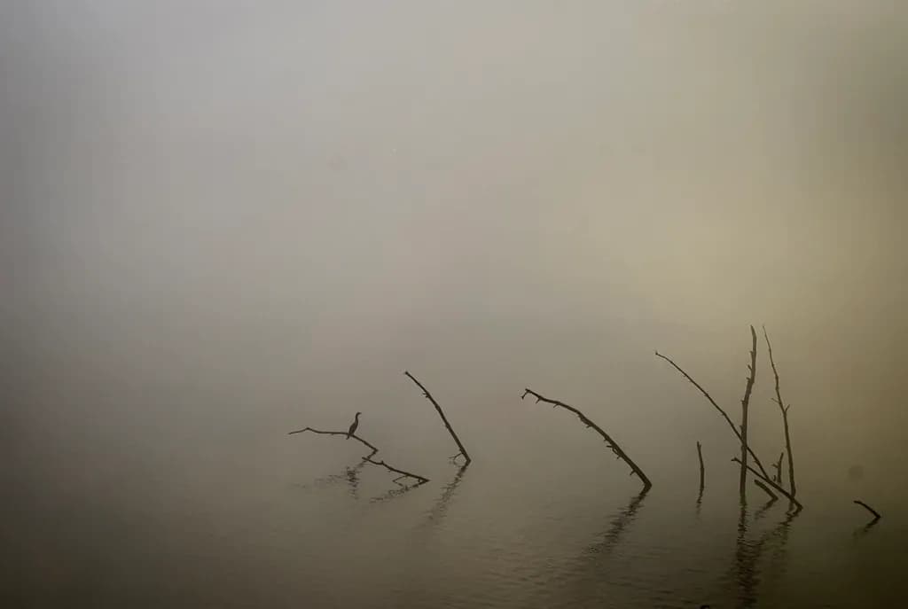 Foggy Water Branches