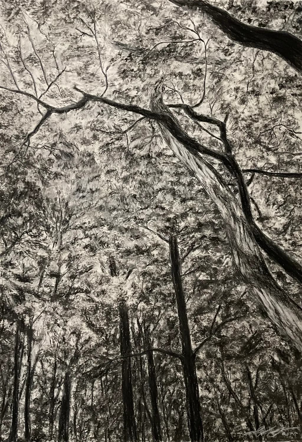 Forest Canopy