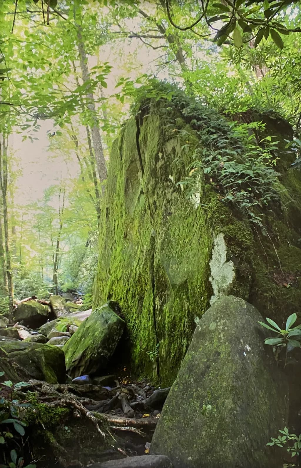 Mossy Forest Rocks
