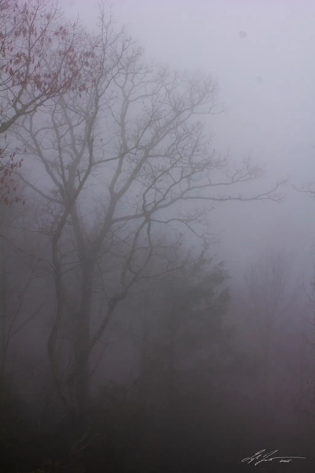 Scooby Doo Mist