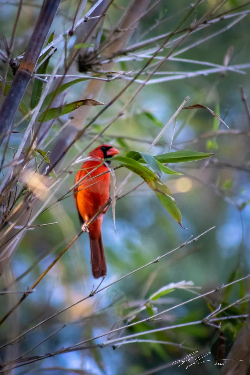 Backyard Cardinal
