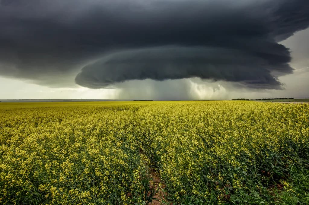 Stormfront Over Canola