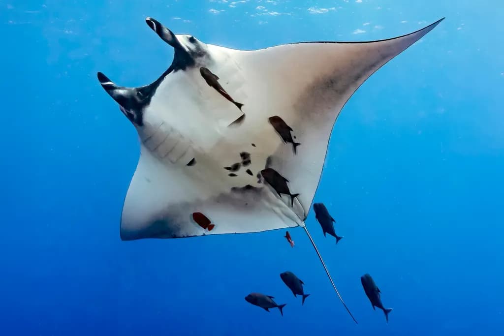 Flying in Blue — The Manta and Its Court