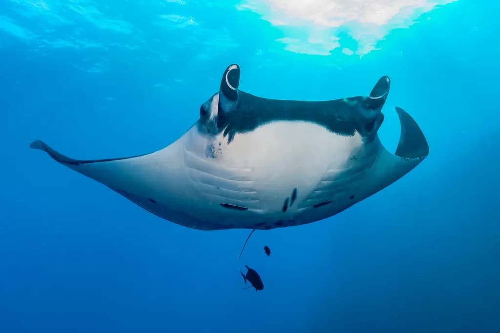 Cathedral Blue — A Pacific Manta from Below