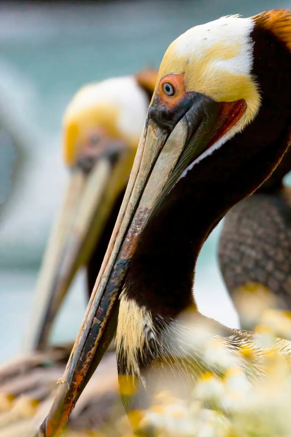Face to Face - The Soul of a Pelican