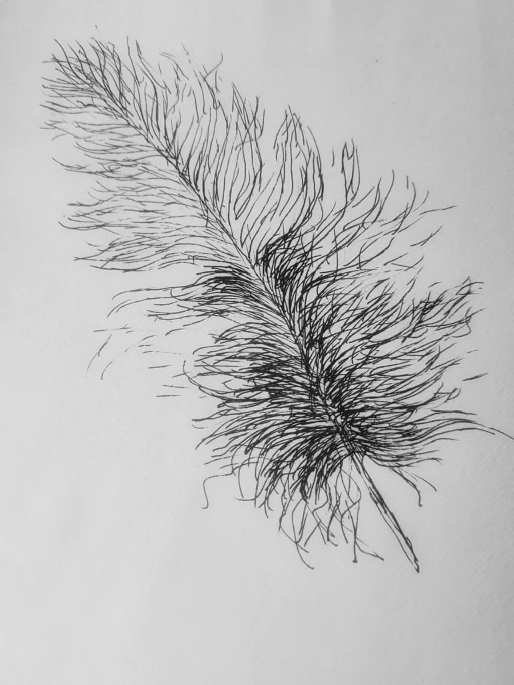 Frayed Plume