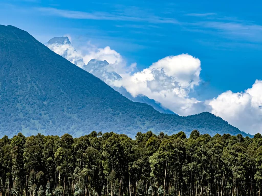 Mountain View with Forest Edge