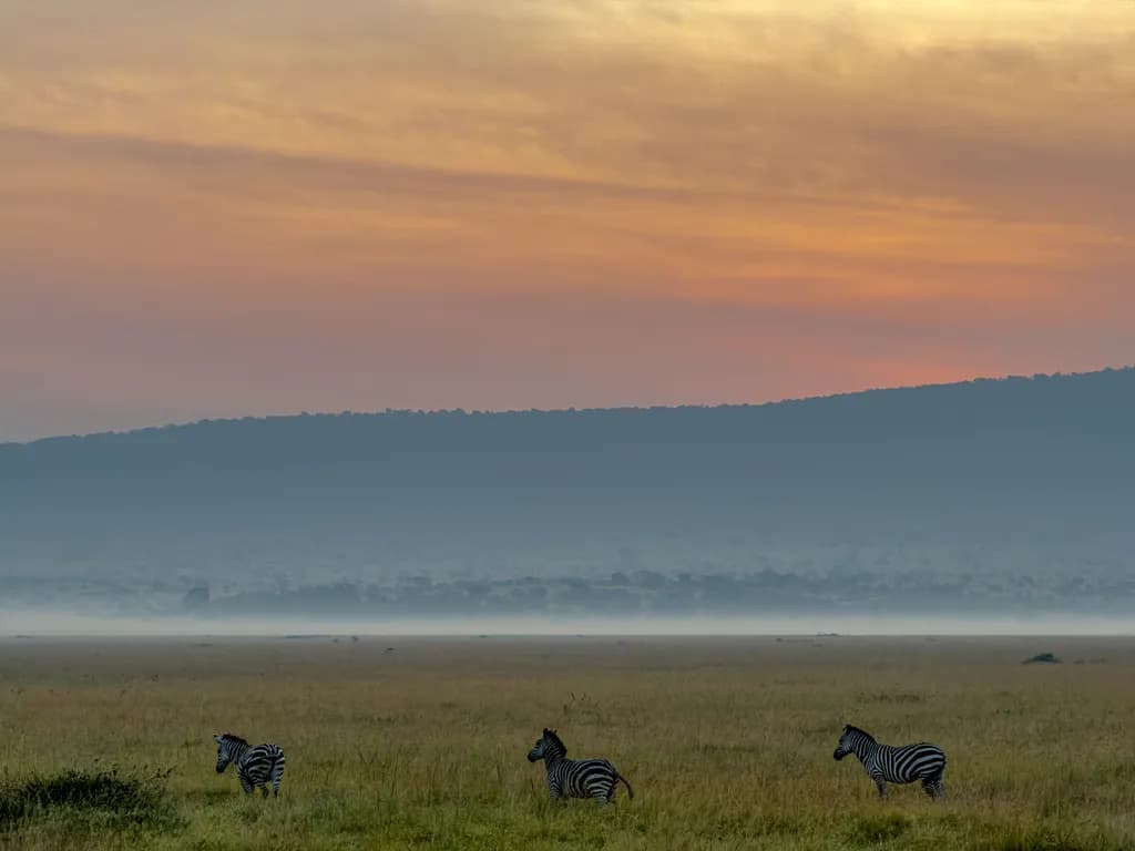 Savannah Zebras at Dawn