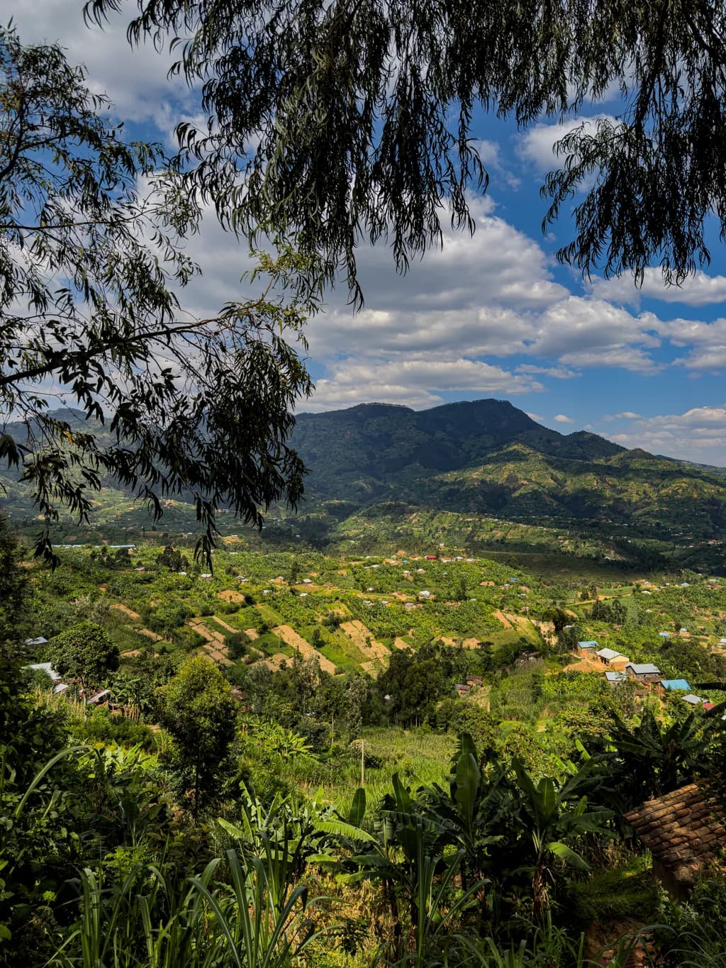 Mountain View through Trees