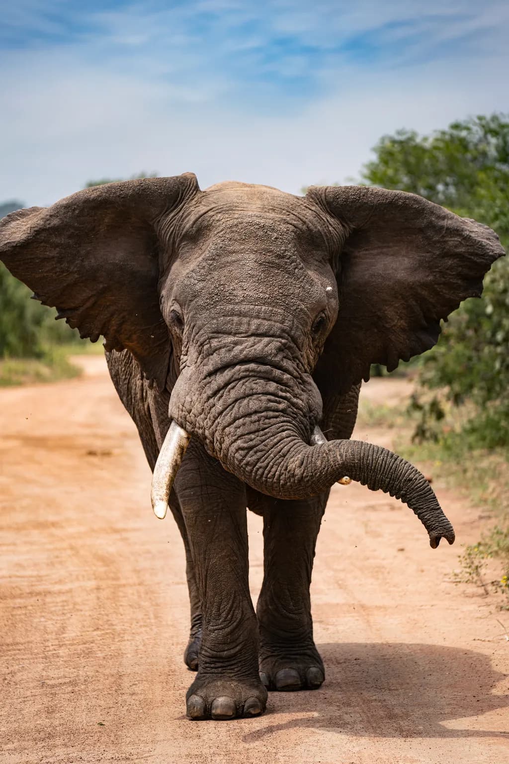 Elephant on the Path