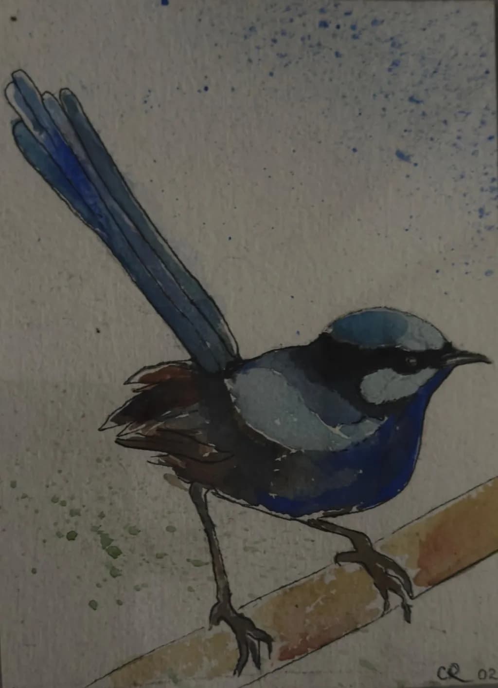 Tasmanian Blue Wren -Watercolour- (Sold)