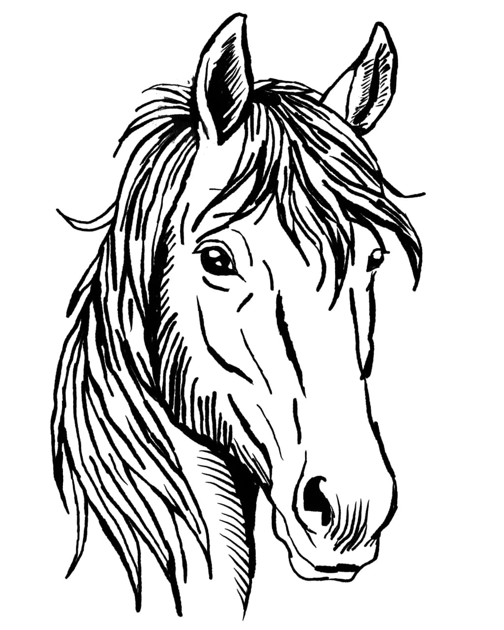 Horse Lineart