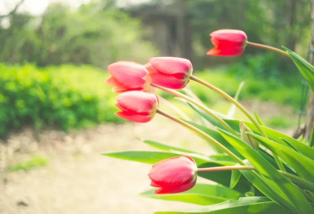 Red Tulips